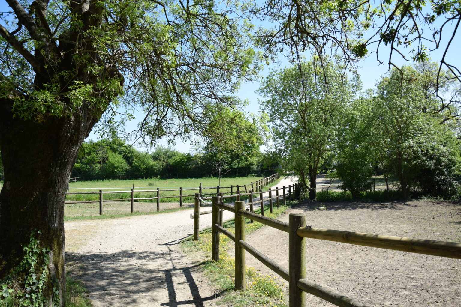 DSC_0898