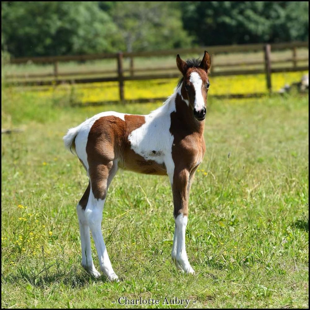 Okapi2